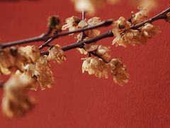 -无锡梅园公园