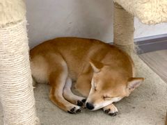 柴犬-浣熊柯尔鸭土拨鼠·电玩咖