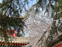 -西安市广仁寺