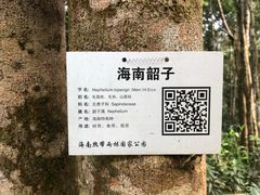 -海南热带雨林国家公园吊罗山景区