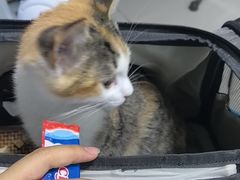 -瑞派福兴宠物医院犬猫全科·骨科·中西医结合(河东店)