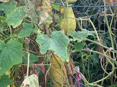 -南汇老顾农家乐采摘大团水蜜桃采摘店