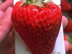 -老太太海鲜鱼饼