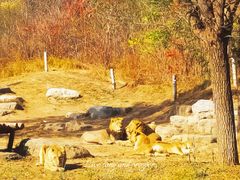 -北京野生动物园