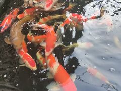 -华庭苑农家乐(旺山店)