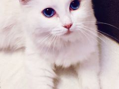 -猫大福·Fortune Cat猫舍(百子湾店)