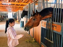 -北京群众马术培训基地