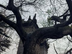 -西安博物院