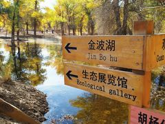 -金塔沙漠胡杨林景区