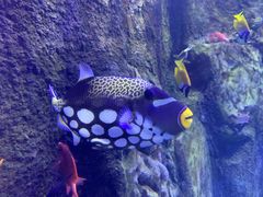 -太平洋海底世界