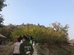 -千年银杏谷文化旅游区