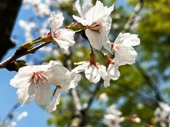 -新虹桥中心花园