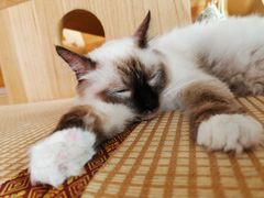 -喵屿·大理花园猫咖