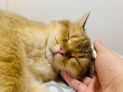 -艾贝尔宠物医院·24H转诊中心·肿瘤猫专科(江宁双龙店)