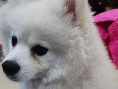 -萌兽医馆·宠物医院·猫骨科(创景店)