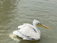 -上海野生动物园