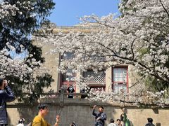 -武汉大学-樱园