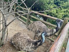 -苏州太湖西山岛开心农场