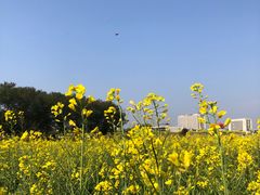 -光明小镇欢乐田园