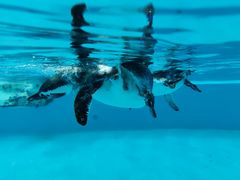 -帝企鹅自助餐厅•儿童岛•真企鹅(长隆企鹅酒店)