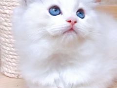 -十年猫舍·猫咪专门店(普陀店)