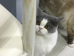 -喵的天空名猫咖啡馆·撸猫·猫舍·用品