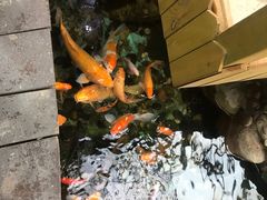 -上海大自然野生昆虫馆(东方明珠·爬宠昆虫探索中心)