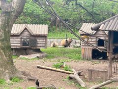 -上海野生动物园