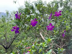 -广东花都湖国家湿地公园