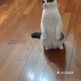圣诞节的表情包福福[加油]