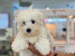 -翊宠yipet猫狗购宠庄园犬舍•猫舍