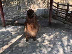 -北京鹿世界主题园