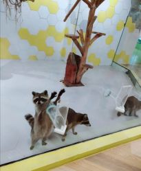 -七巧国萌宠乐园(龙湖天街店)