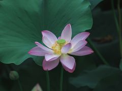 -莫愁湖公园