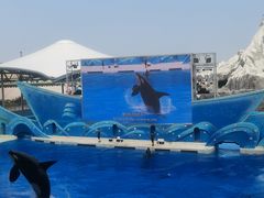 -上海海昌海洋公园
