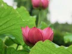 -黄兴公园