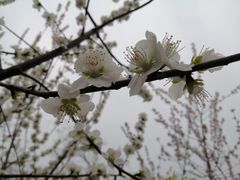 -桃花堤公园