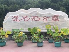 -莲花池公园