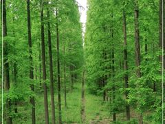 -黄海国家森林公园