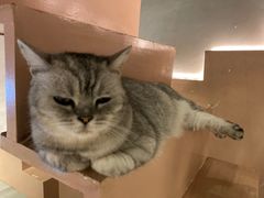 -猫儿山۰猫主题餐厅