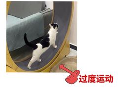 -翊宠yipet猫狗购宠庄园犬舍•猫舍