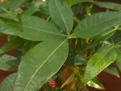-王府茶楼茶宴·创意菜(朝阳公园店)
