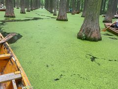 -渌洋湖湿地公园