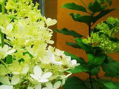 -云里小坐·小院里·团建·宴请·下午茶(三圣乡店)