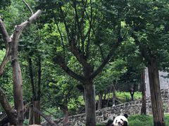 -都江堰中华大熊猫苑