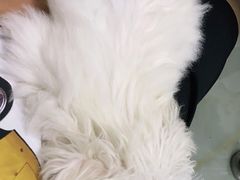-莘程宠物医院(金山店)