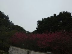 -金鸡山公园