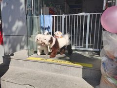 -天雅宠物(绿岛苑店)