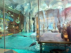 -帝企鹅自助餐厅•儿童岛•真企鹅(长隆企鹅酒店)