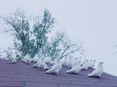 -J Create城市露营咖啡·简餐·宠物(上海动物园店)